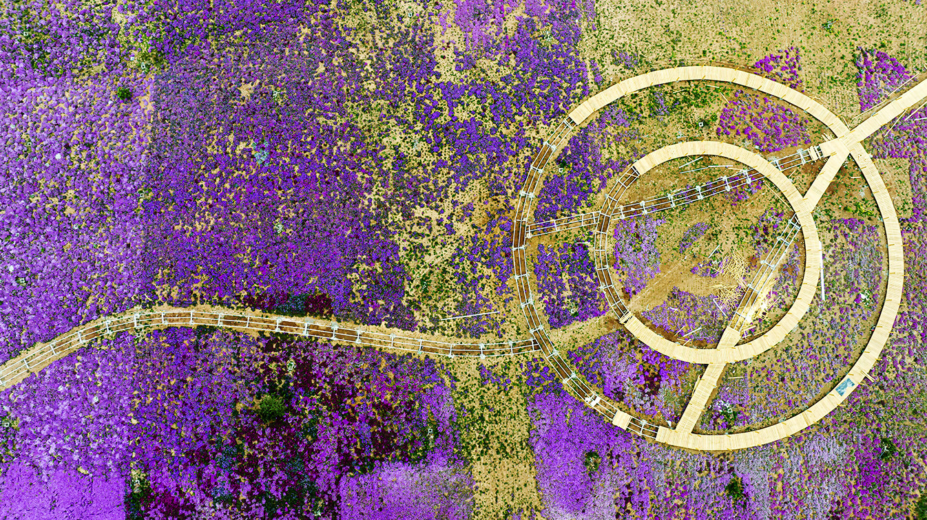 邯鄲市復(fù)興區(qū)德豐生態(tài)園的300畝芝櫻花進(jìn)入最佳觀賞期。放眼望去，五彩音符和豎琴造型下的芝櫻花恰似披上了一層色彩斑斕的錦緞，蔚為壯觀。聶長青攝