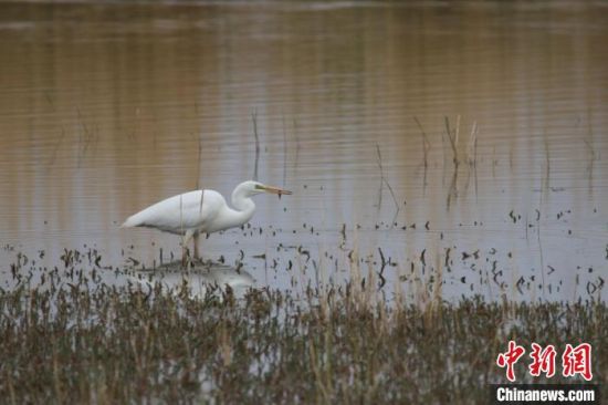 圖為大白鷺。可魯克湖-托素湖自然保護區服務中心供圖 　　