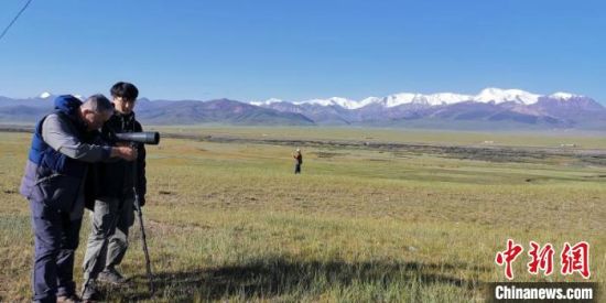 圖為工作人員正在進行黑頸鶴衛星跟蹤和環志工作。　祁連山國家公園青海省管理局供圖 攝