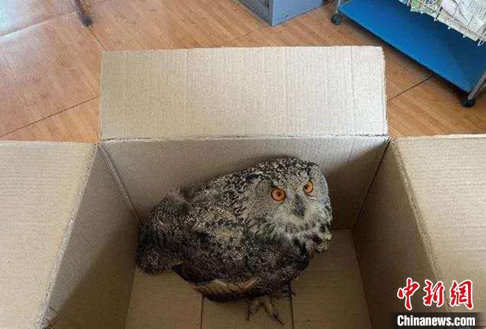 圖為青海省西寧市大通縣公安局森林警察大隊民警救助的國家二級保護野生動物——雕鸮。　青海省公安廳森林警察總隊供圖 攝