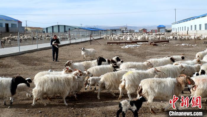 圖為馬金山查看羊羔長勢。　李雋 攝