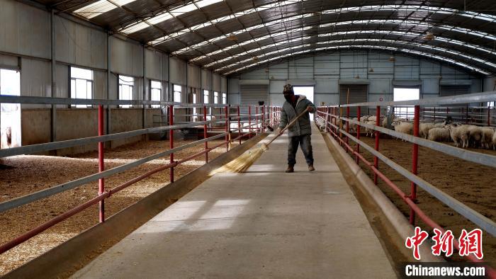 圖為放牧員扎布拉正在打掃羊棚衛(wèi)生。　李雋 攝