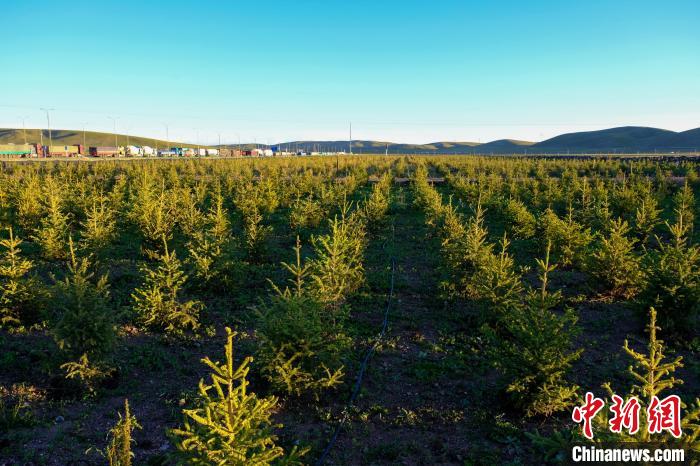 圖為科技團隊在海拔4500米的西藏那曲種出“小森林”，其中超過7成成功越過5個冬天。　江飛波 攝