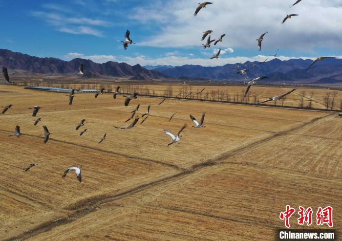 圖為黑頸鶴在拉薩市林周縣境內飛翔。　貢嘎來松 攝