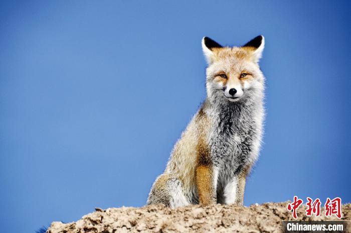 三江源國家公園正式設立后第一年：全面提升生態保護恢復