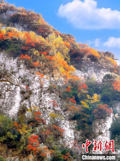 彩林色彩斑斕。　朱平安 攝