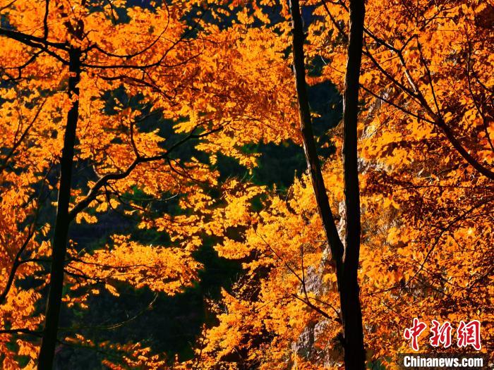 秋意濃?！≈炱桨?攝