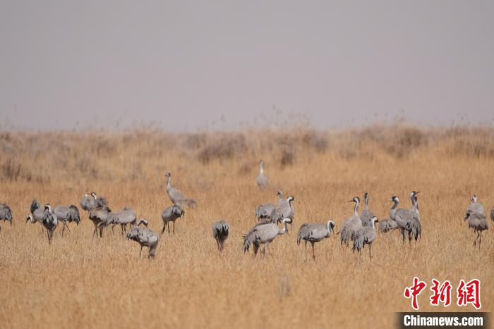 圖為草原上棲息的灰鶴?！∠葘m 攝