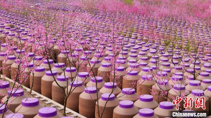 桃花和酒壇相映成趣。　易銘 攝