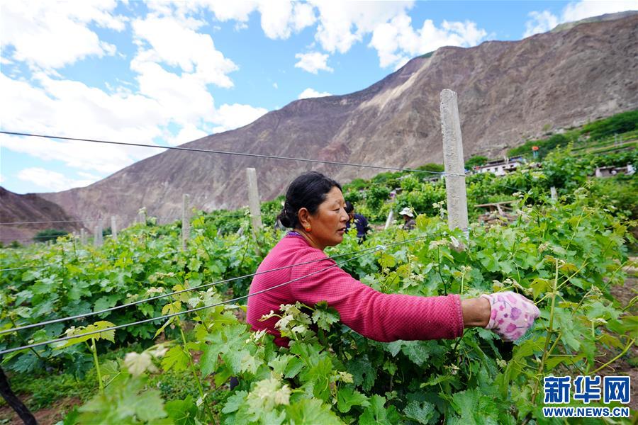 （決戰決勝脫貧攻堅·圖文互動）（2）西藏昌都“甜蜜”產業助脫貧