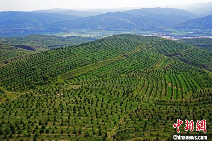 甘肅66000余貧困人口掙上林業工資：生態和扶貧共享紅利