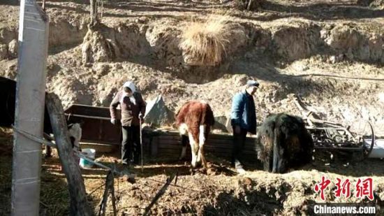 圖為孔繁福夫妻正在收拾牛圈。　李雋　攝