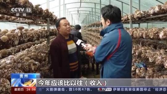 種蘑菇、養駱駝...。。特色產業助力鄉村振興走新路