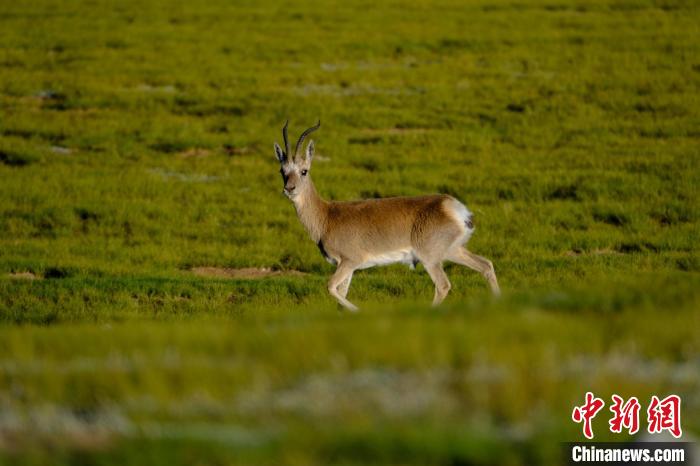 圖為西藏納木錯湖邊的藏原羚休閑覓食。　江飛波 攝