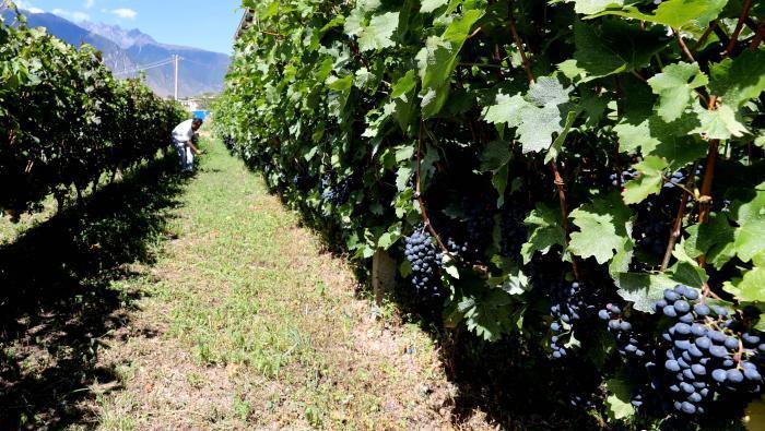 昌都芒康縣依托“兩江流域”干熱河谷地帶地理優勢將康巴蜜橘、蘋果、甜石榴、葡萄、蜜桃等經濟林木種植?！〔际忻⒖悼h委宣傳部供圖