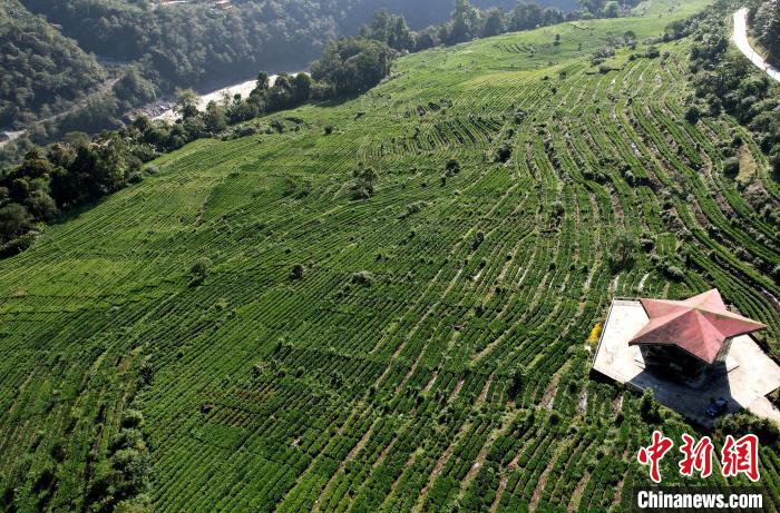 圖為西藏林芝市墨脫縣果果塘大拐彎附近的茶田。(無人機(jī)照片) 李林 攝