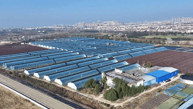 洋縣東聯村藍莓基地航拍。洋縣融媒體供圖