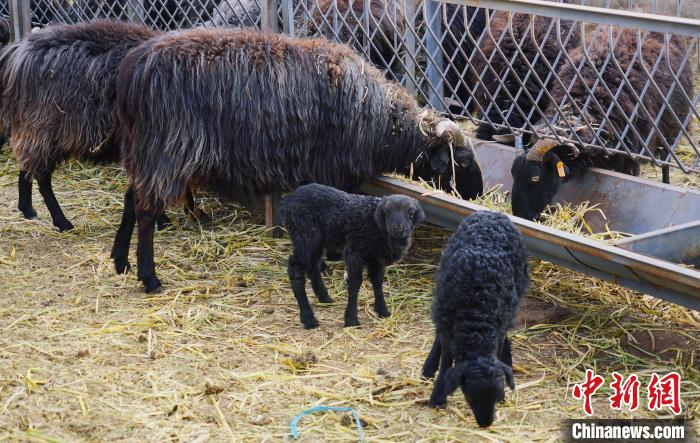 圖為黑藏羊及小羊羔正在吃草。　馬銘言 攝