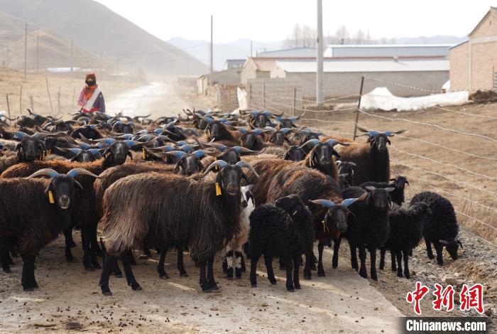 圖為牧民家的黑藏羊?！●R銘言 攝